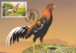 کارت پستی تایلند(خروس)