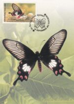 4 عدد کارت پستی تایلند(پروانه)
