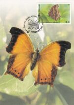 4 عدد کارت پستی تایلند(پروانه)