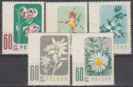 سری گل لهستان