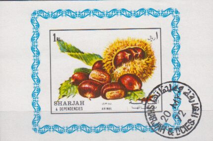 مینی شیت فندق